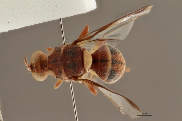 4. Une vraie mouche de fruits (Tephritidae - Dacus vertebratus) de la collection virtuelle du MRAC © MRAC 