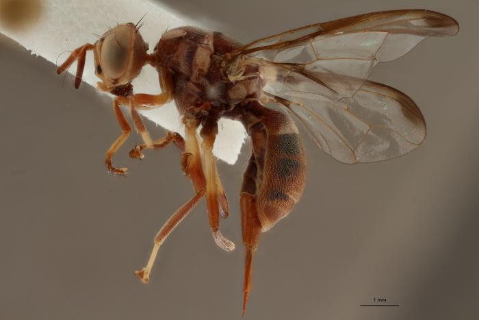 5. Une vraie mouche de fruits (Tephritidae - Dacus vertebratus) de la collection virtuelle du MRAC © MRAC 