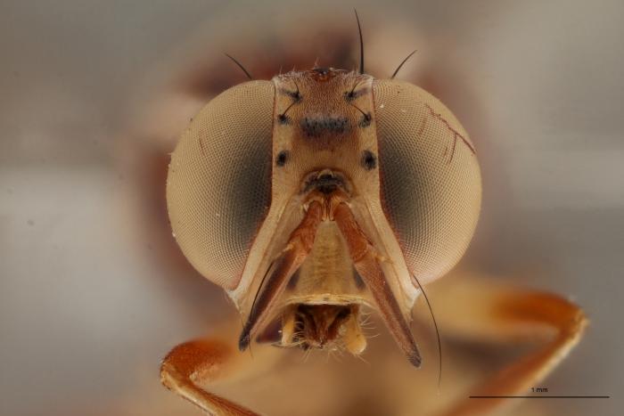 6. Une vraie mouche de fruits (Tephritidae - Dacus vertebratus) de la collection virtuelle du MRAC © MRAC 