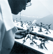 In-vitro cultivation