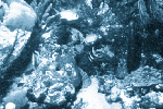 Coral Reef