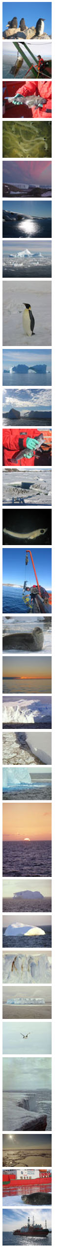 Response of the Southern Ocean global ecosystem to physical and trophic constraints
