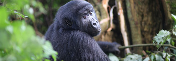 International Gorilla Conservation Programme (IGCP)