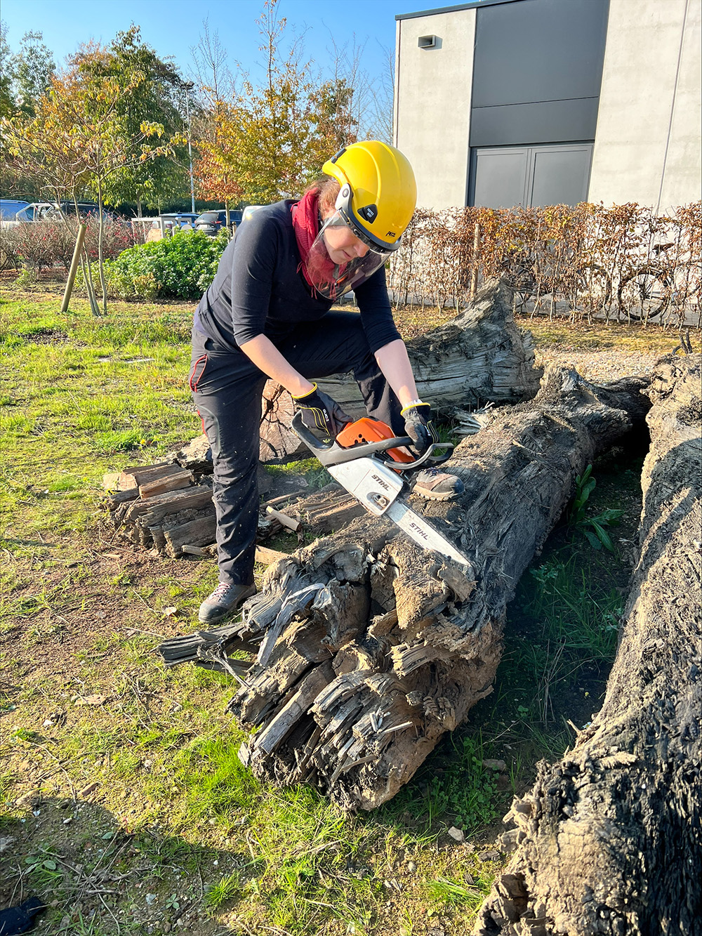 6. Staalname van fossiel hout (ca. 400 v. Chr ?) uit een ‘oude Maasgueul’ © Calogero, laboratoriumfoto, KIK-IRPA