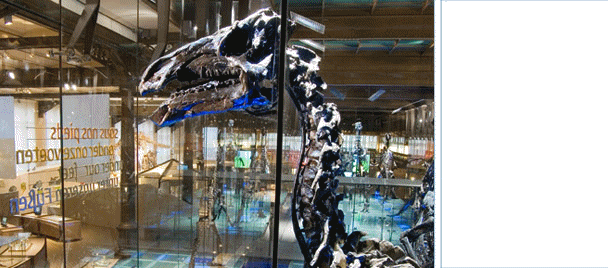 Royal Belgian Institute of Natural Sciences 